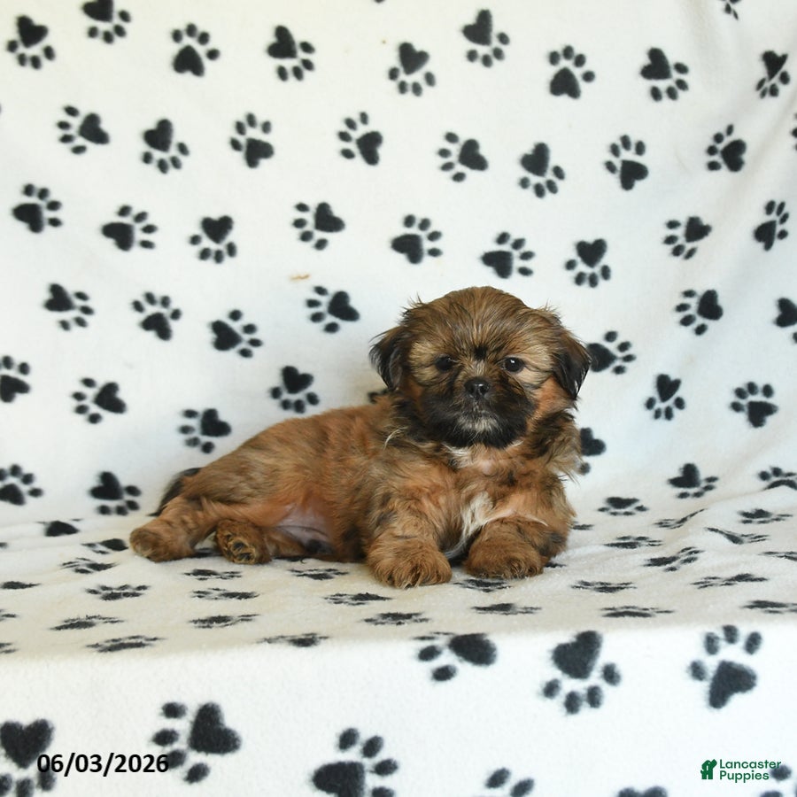Shih Tzu dogs for sale: Tater - Ad 5