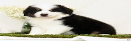 Miniature Australian Shepherd dogs for sale: Pluto - Ad 1
