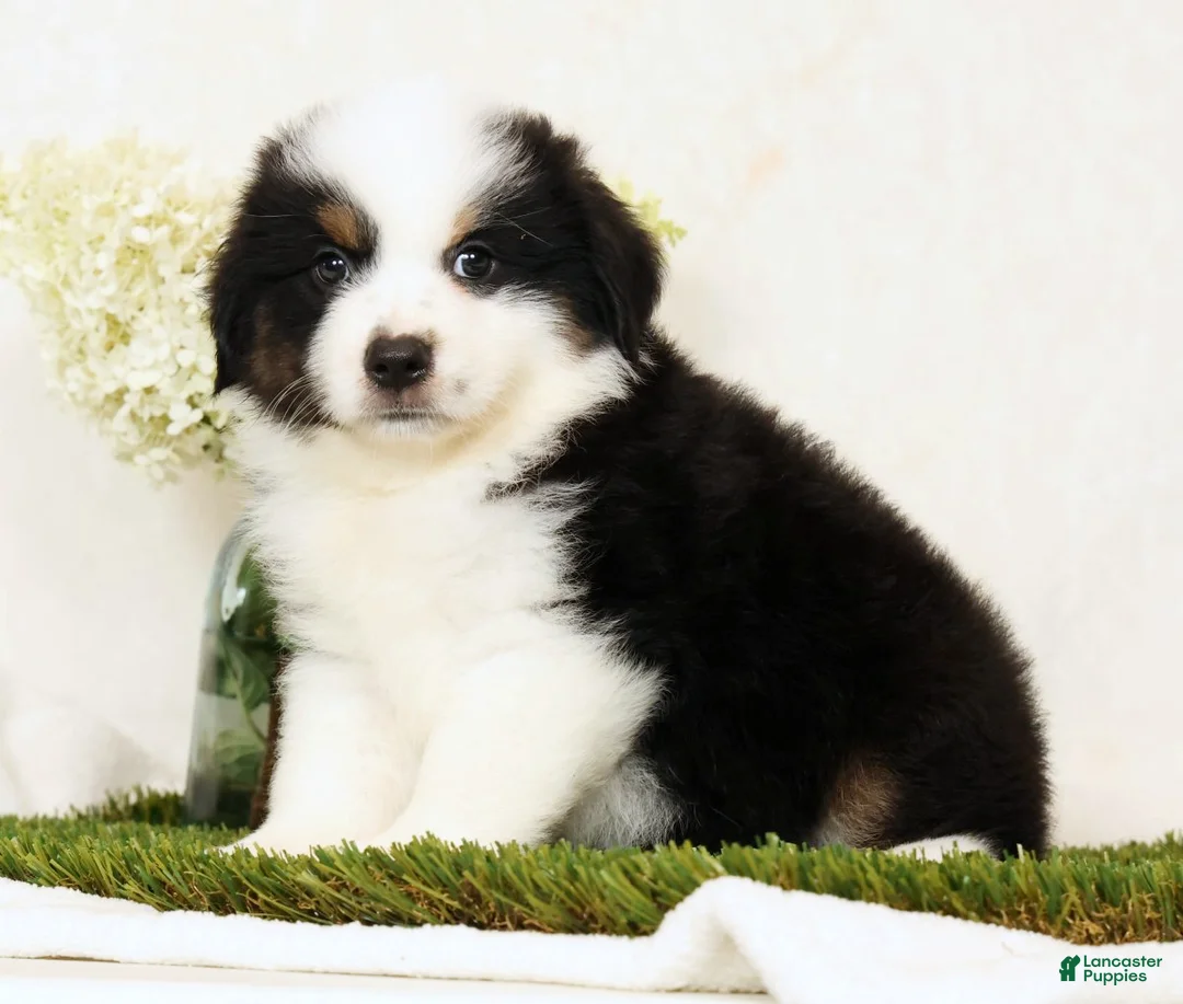 Miniature Australian Shepherd dogs for sale: Pluto - Ad 1
