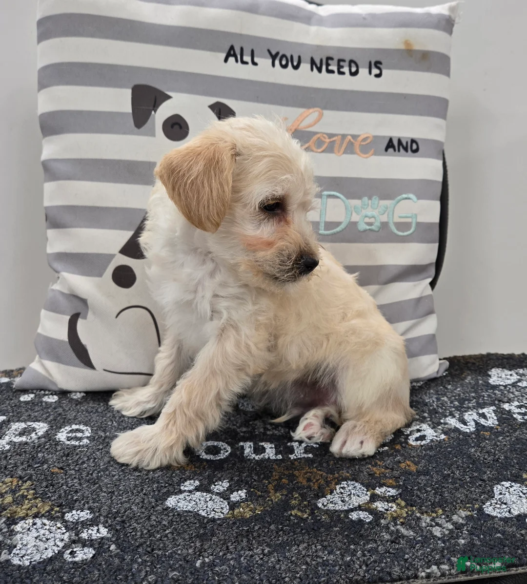 Schnoodle dogs for sale: Dewey - Ad 6