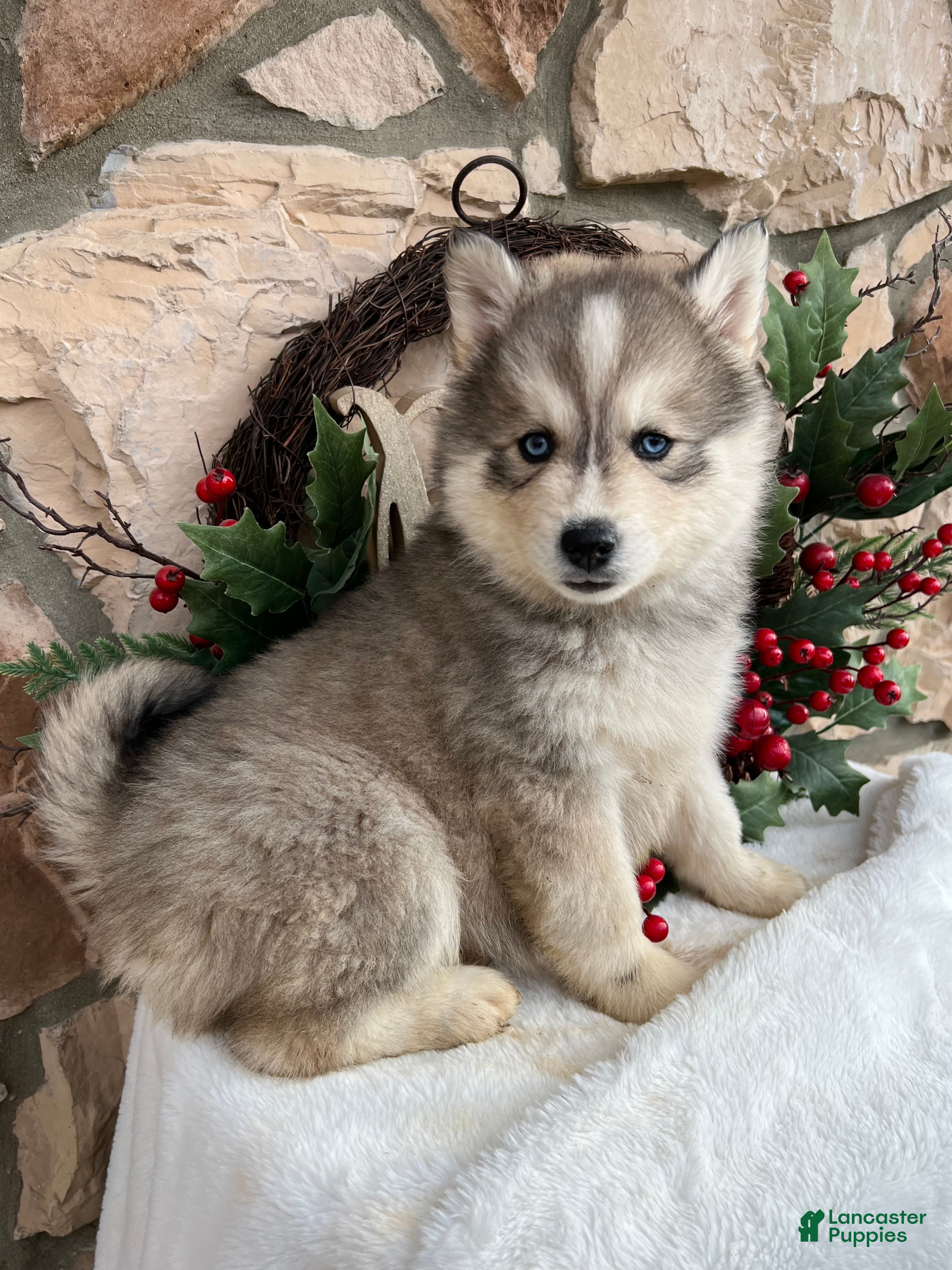 Pomsky dogs Holly - Ad 35