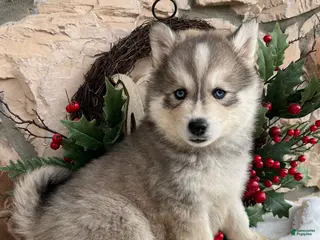 Pomsky dogs Holly - Ad 29