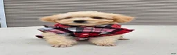 Toy Poodle dogs for sale: Gizmo - Ad 12