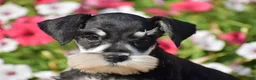 Miniature Schnauzer dogs for sale: Abigail - Mini - Ad 3