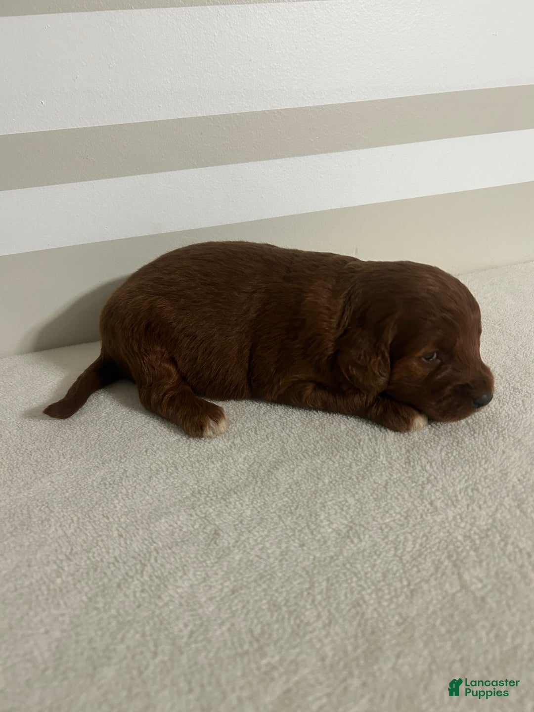 Mini Goldendoodle dogs for sale: Chelsie - Ad 3