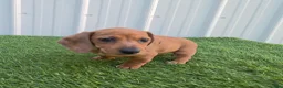 Miniature Dachshund dogs for sale: Betsy - Ad 4