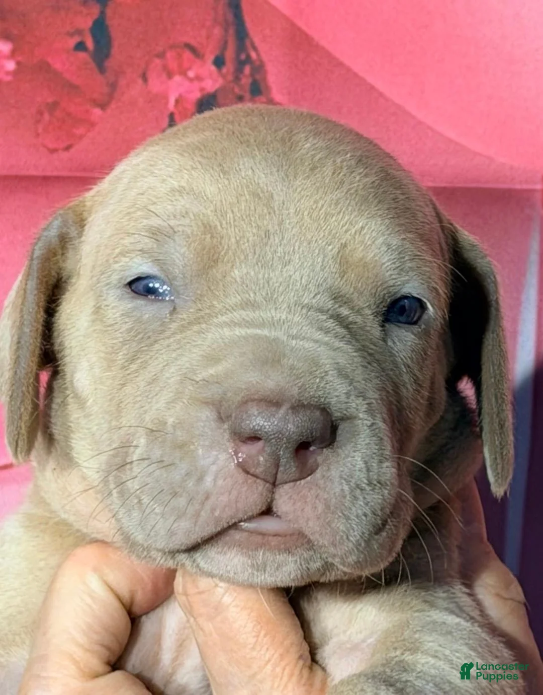 Great Dane dogs for sale: Gloria - Lilac - Ad 1