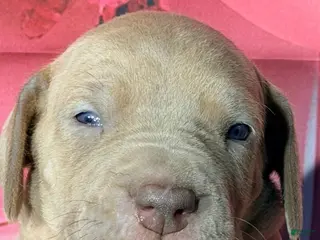 Great Dane dogs Gloria - Lilac - Ad 17