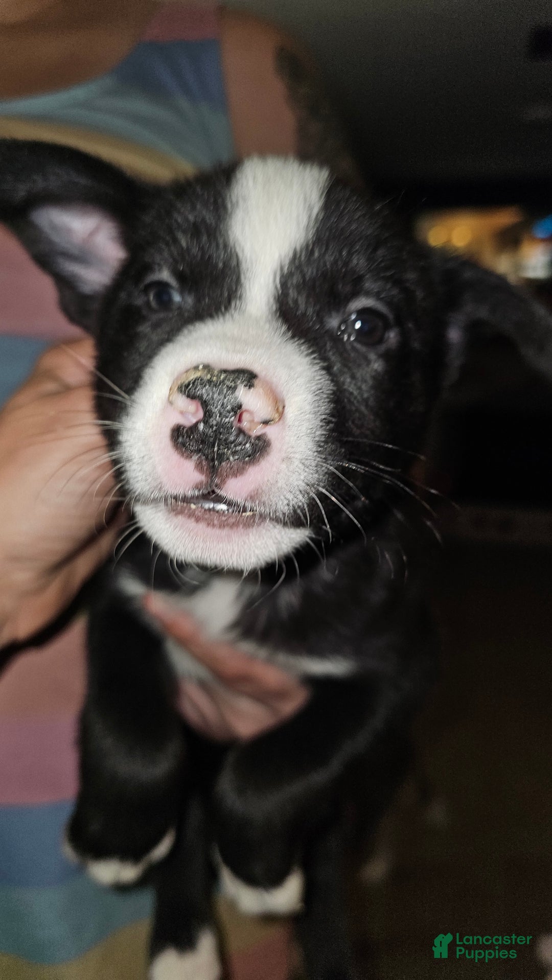 Mixed Breed dogs for sale: Camo - Ad 2