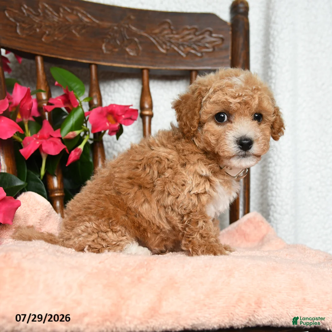 Bichpoo dogs for sale: Jerry - Ad 2