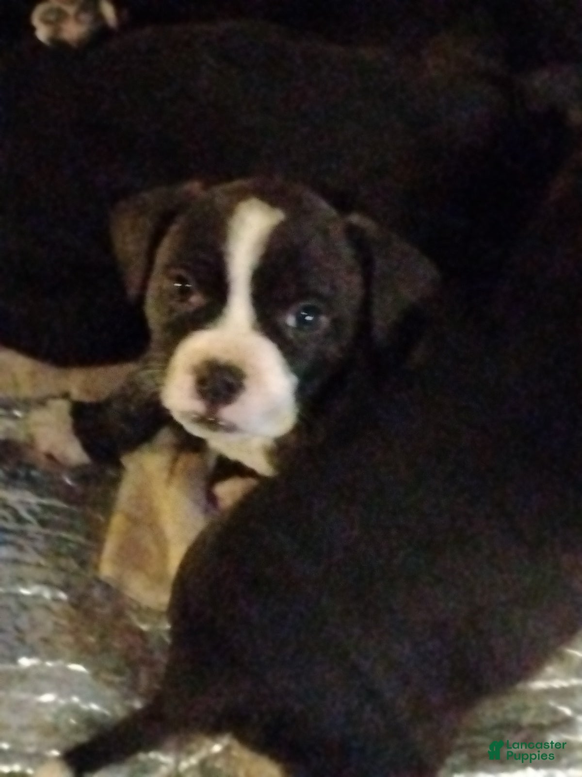 Mixed Breed dogs Mixed Breed Puppy 4 - Ad 4
