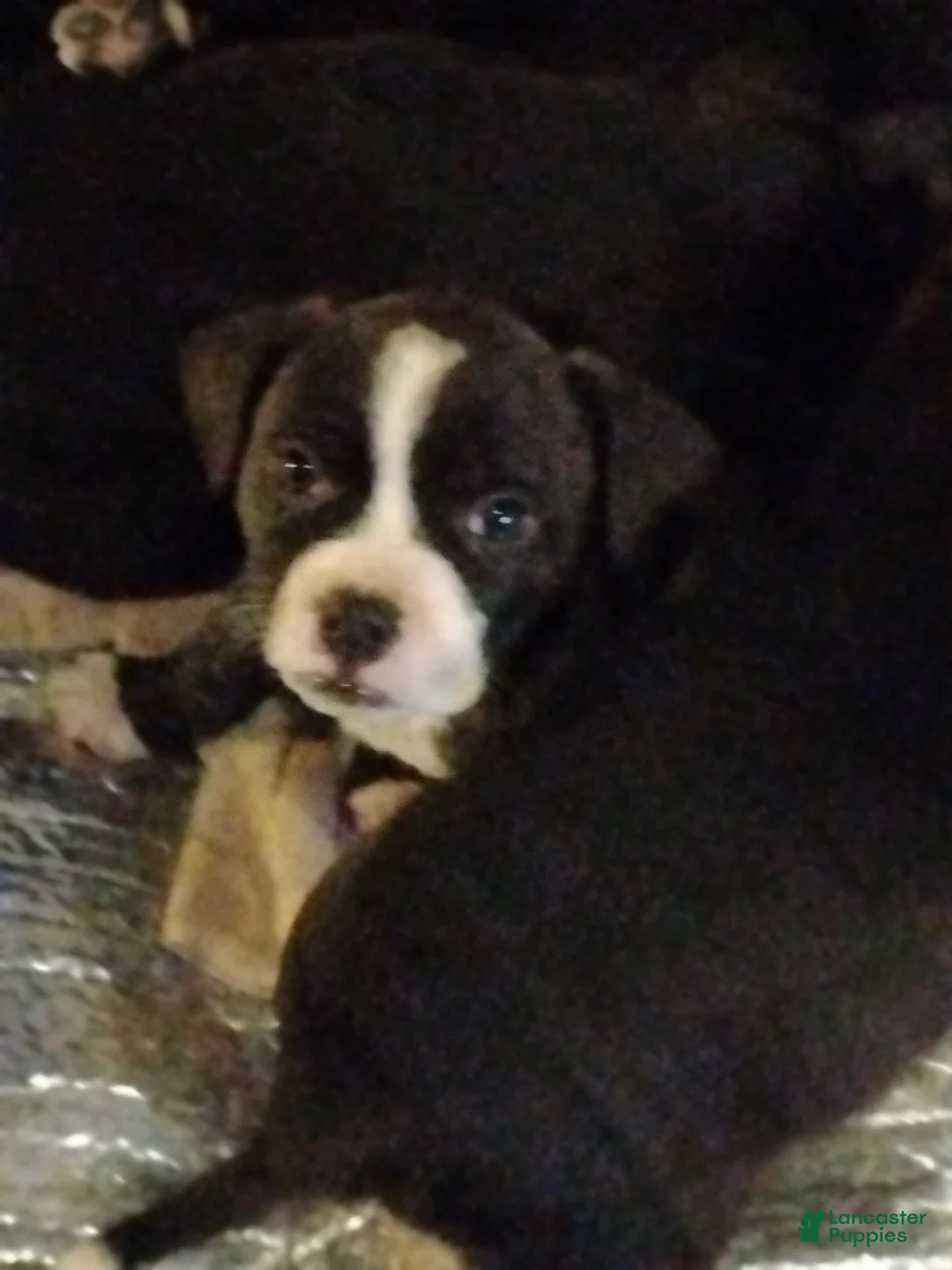 Mixed Breed dogs for sale: Mixed Breed Puppy 4 - Ad 1