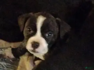 Mixed Breed dogs Mixed Breed Puppy 4 - Ad 14