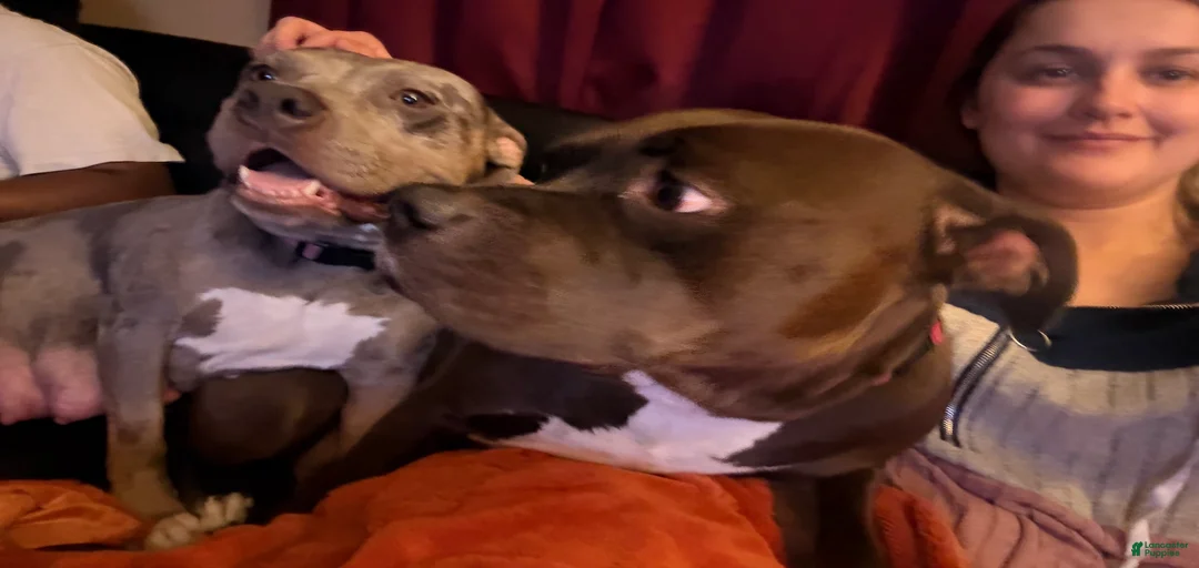 Gallery Image {{count}}