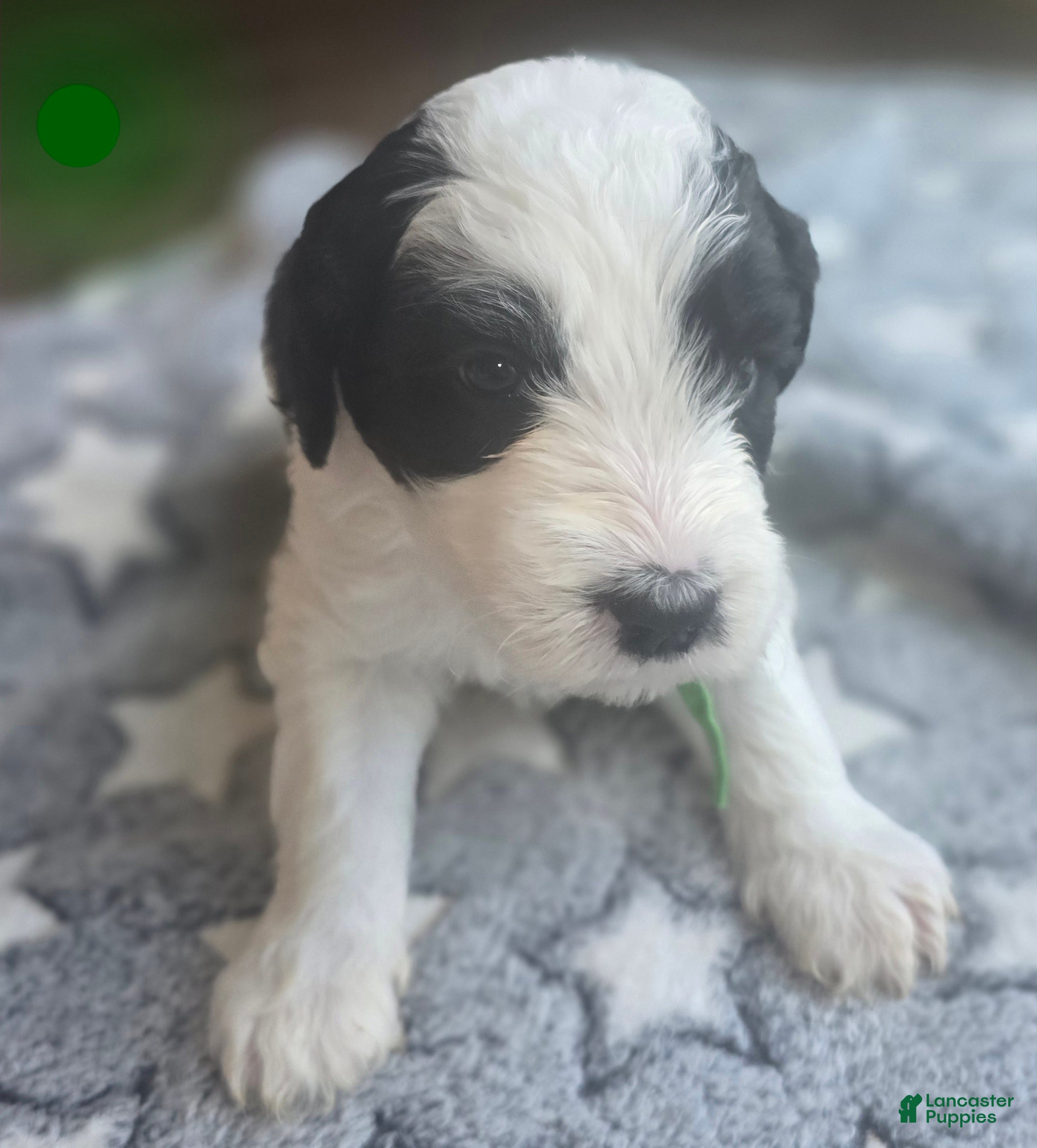 Sheepadoodle dogs Hibiscus- green collar  - Ad 18