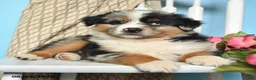 Miniature Australian Shepherd dogs for sale: Prince   - Ad 2