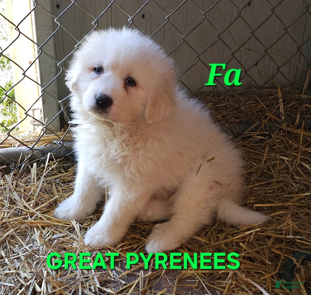 Great Pyrenees dogs for sale: Great Pyrenees Puppy 2 - Ad 1