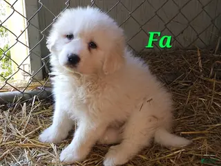 Great Pyrenees dogs for sale: Great Pyrenees Puppy 2 - Ad 2