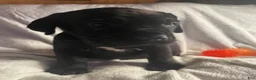 Daniff dogs for sale: Daniff 7 - Ad 4