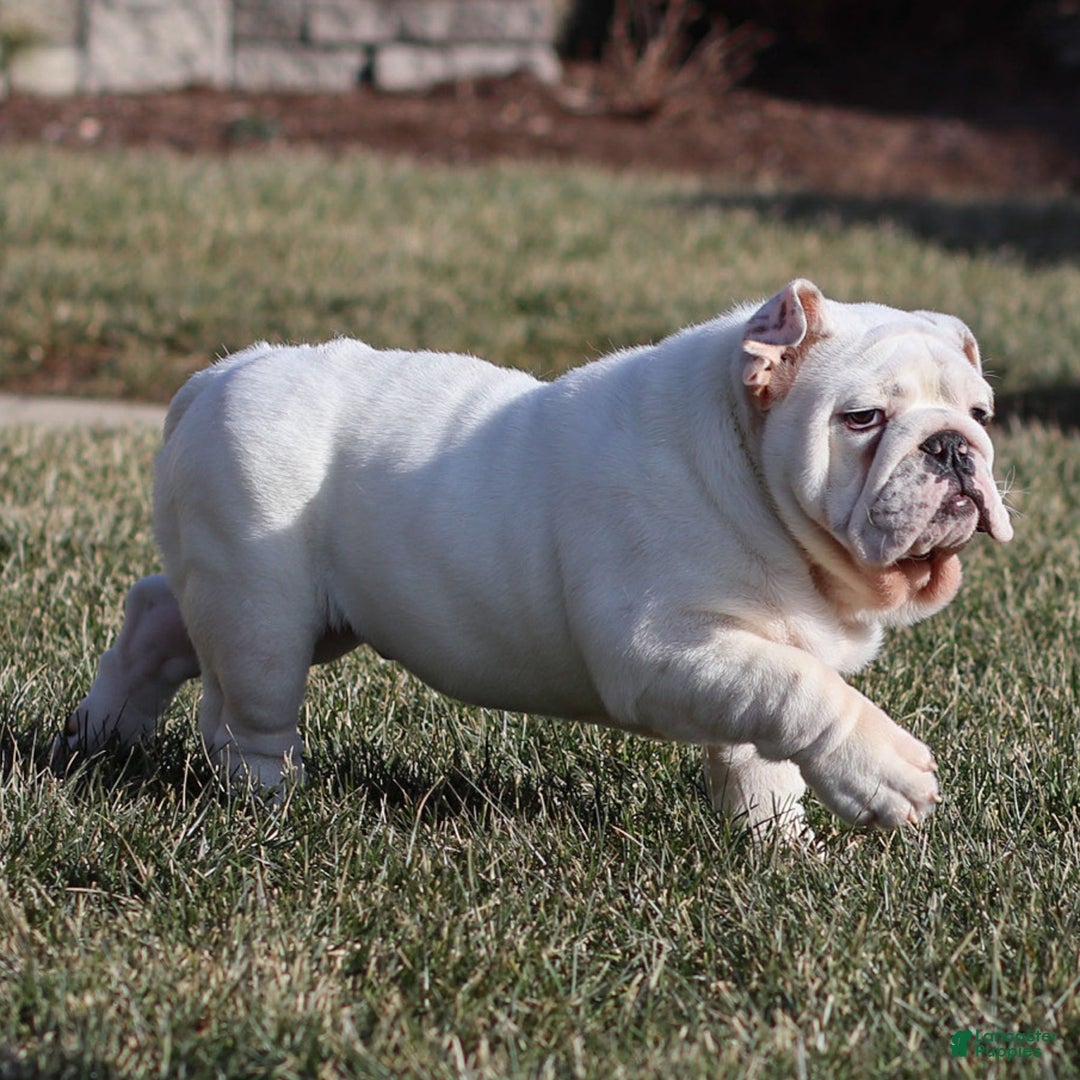English Bulldog dogs for sale: Frosty - Ad 9