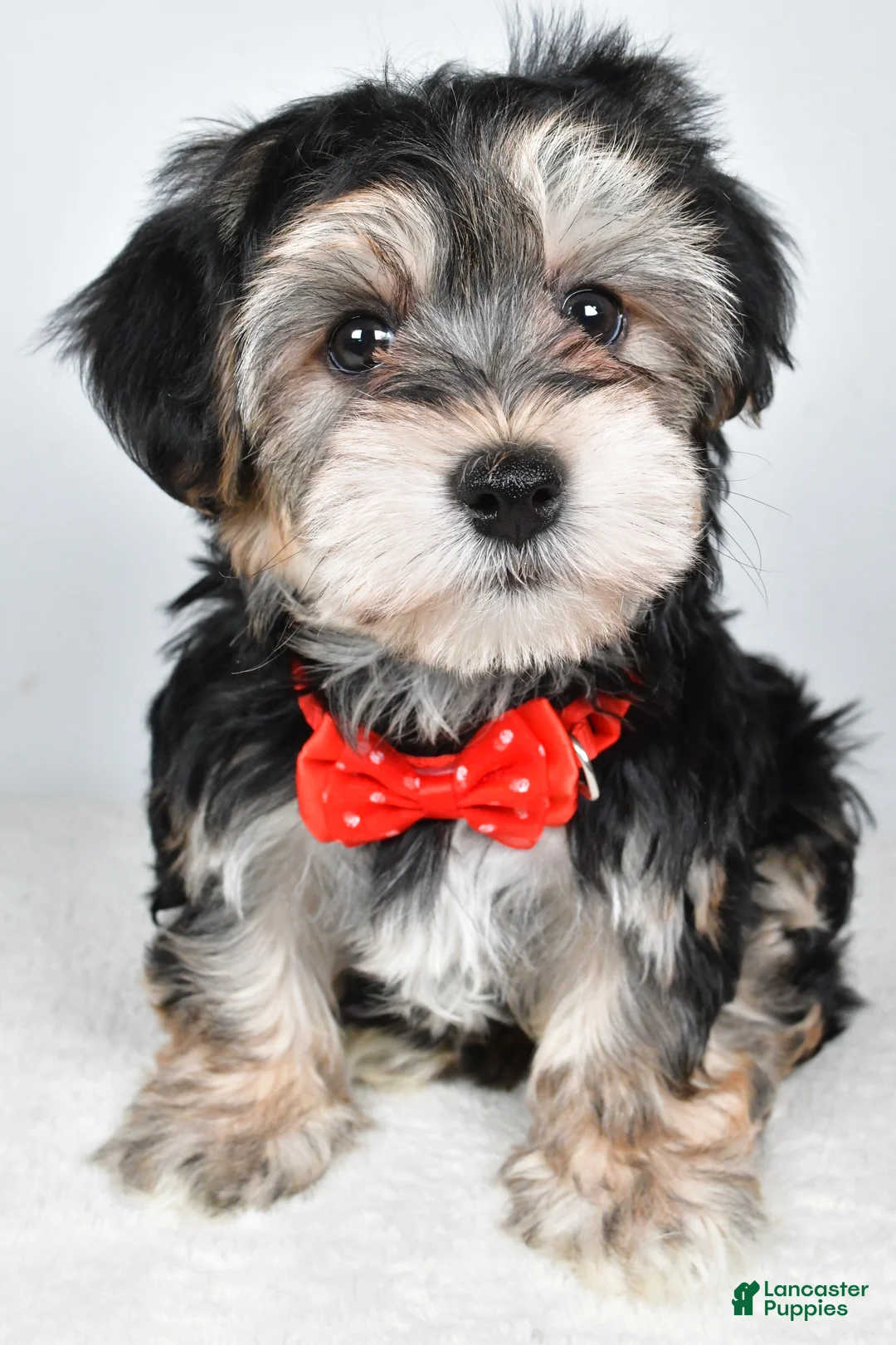 Morkie dogs for sale: Ronnie - Ad 6