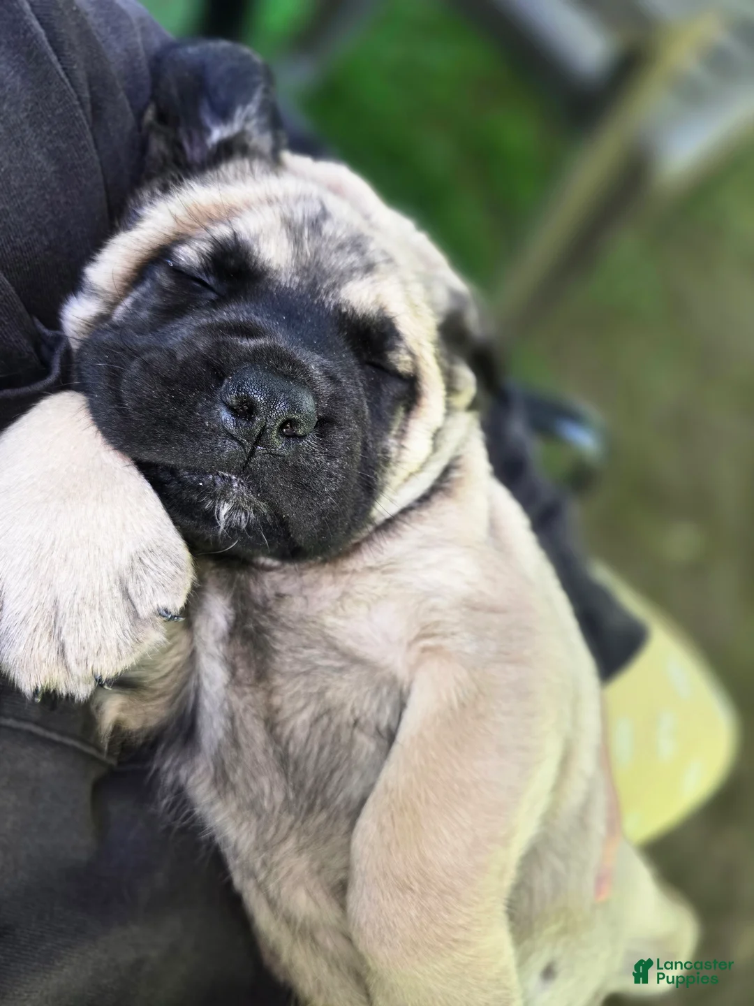English Mastiff dogs for sale: English Mastiff Puppy 1 - Ad 1