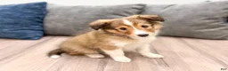Shetland Sheepdog dogs for sale: Sadie - Ad 3