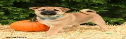 Mixed Breed dogs for sale: Ryley - Ad 1