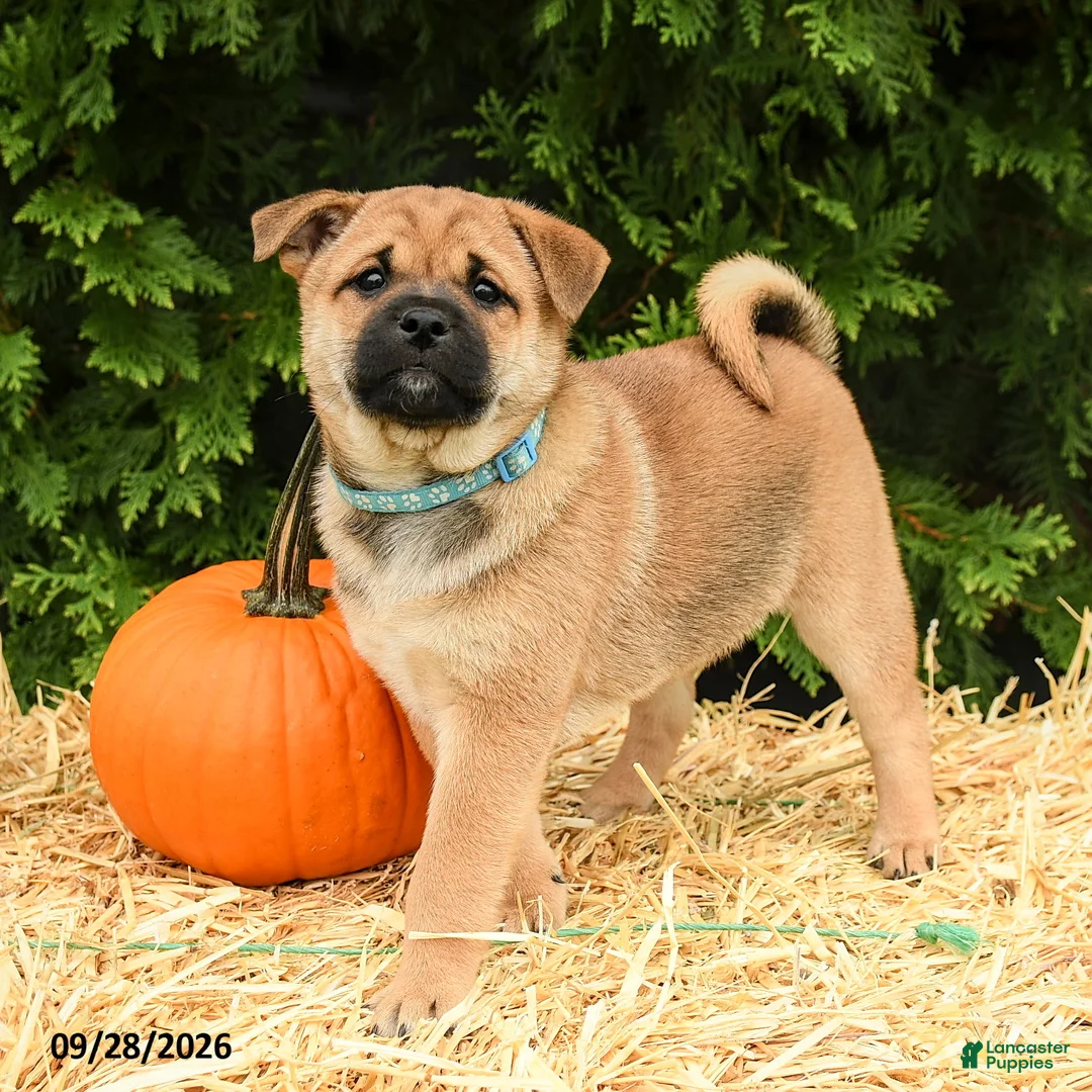 Mixed Breed dogs for sale: Ryley - Ad 1