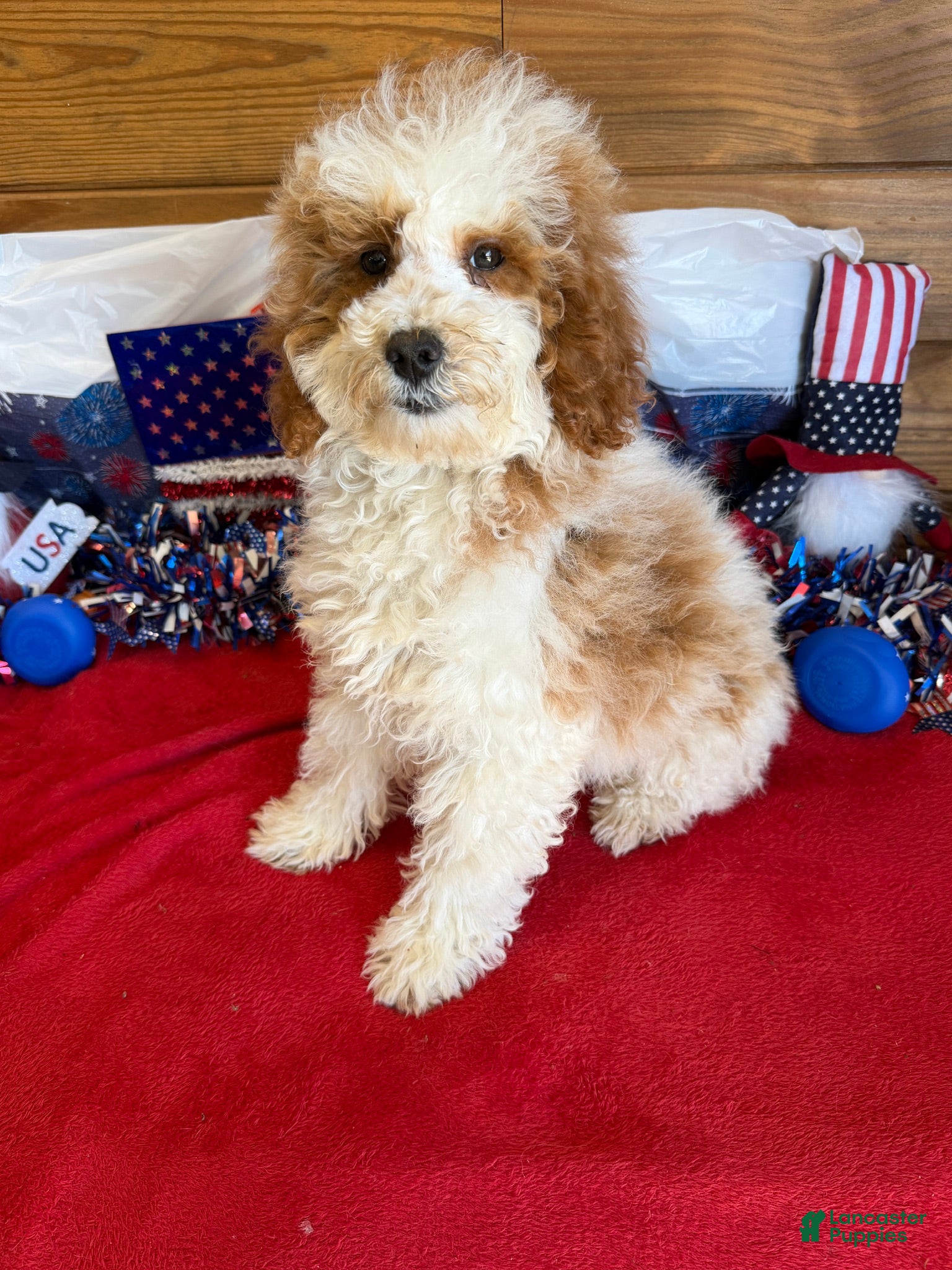 Mini Goldendoodle dogs Rita - Ad 36