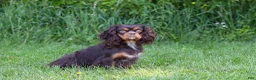Cavapoo dogs for sale: Teddy - Ad 14