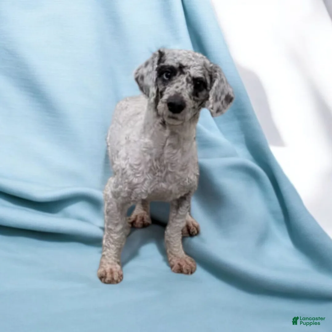 Shihpoo dogs for sale: Teddy - Ad 7
