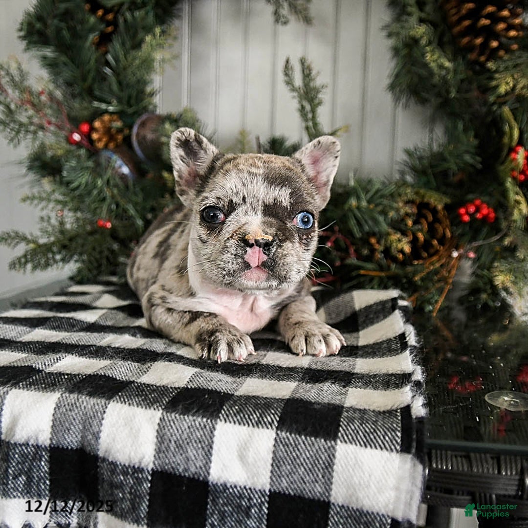 French Bulldog dogs for sale: Snuggles    - Ad 4