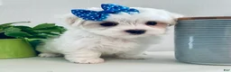 Maltese dogs for sale: Toy sized Anya - Ad 9