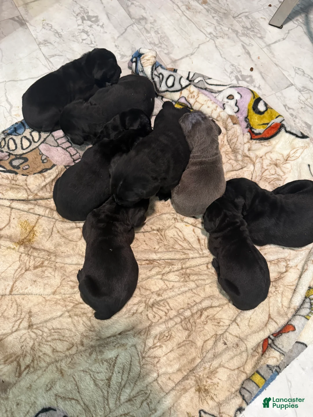 Cane Corso dogs for sale: Cane Corso 5 - Ad 1