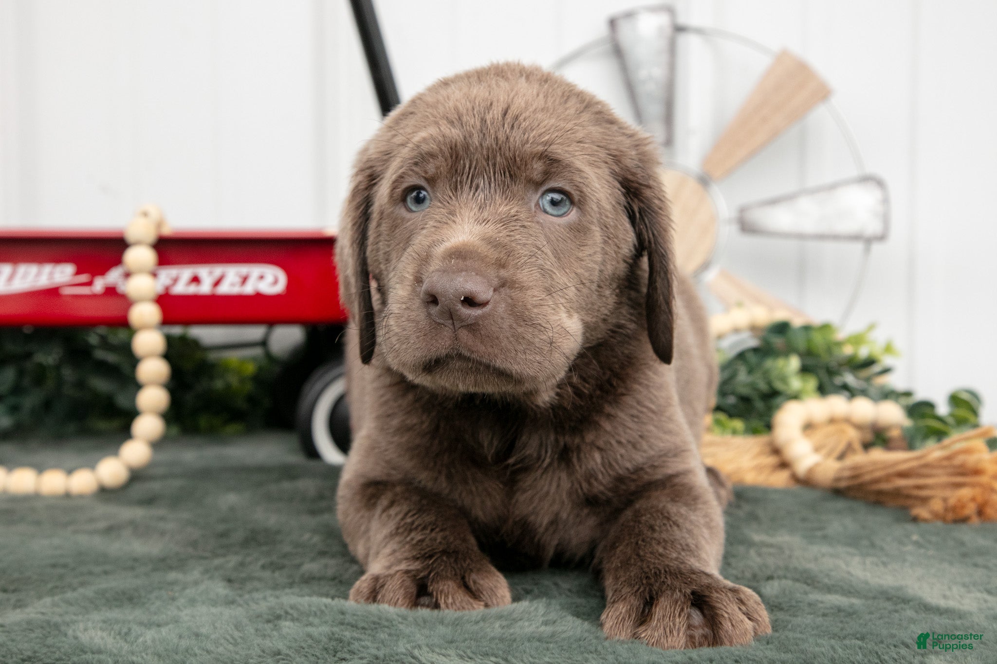 Labrador Retriever dogs Barkley - Ad 2