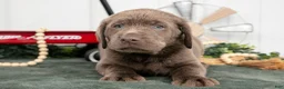 Labrador Retriever dogs for sale: Barkley - Ad 2