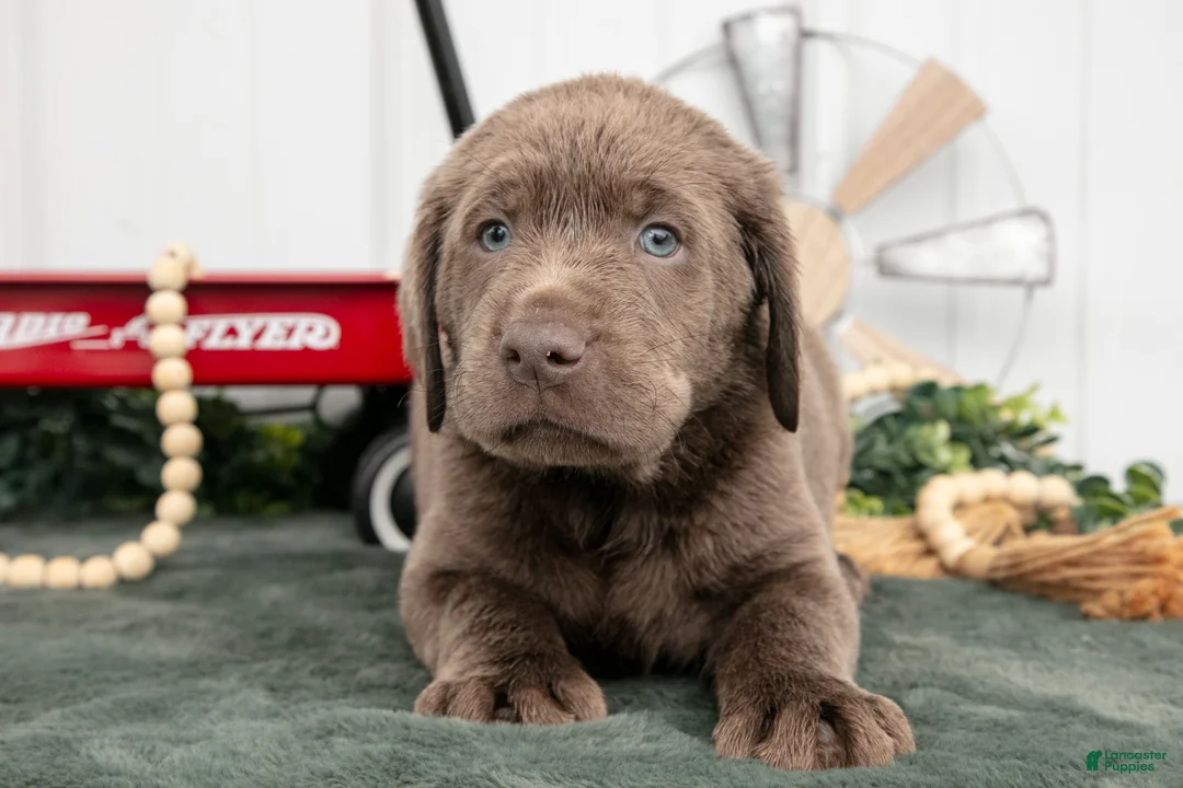 Labrador Retriever dogs for sale: Barkley - Ad 2