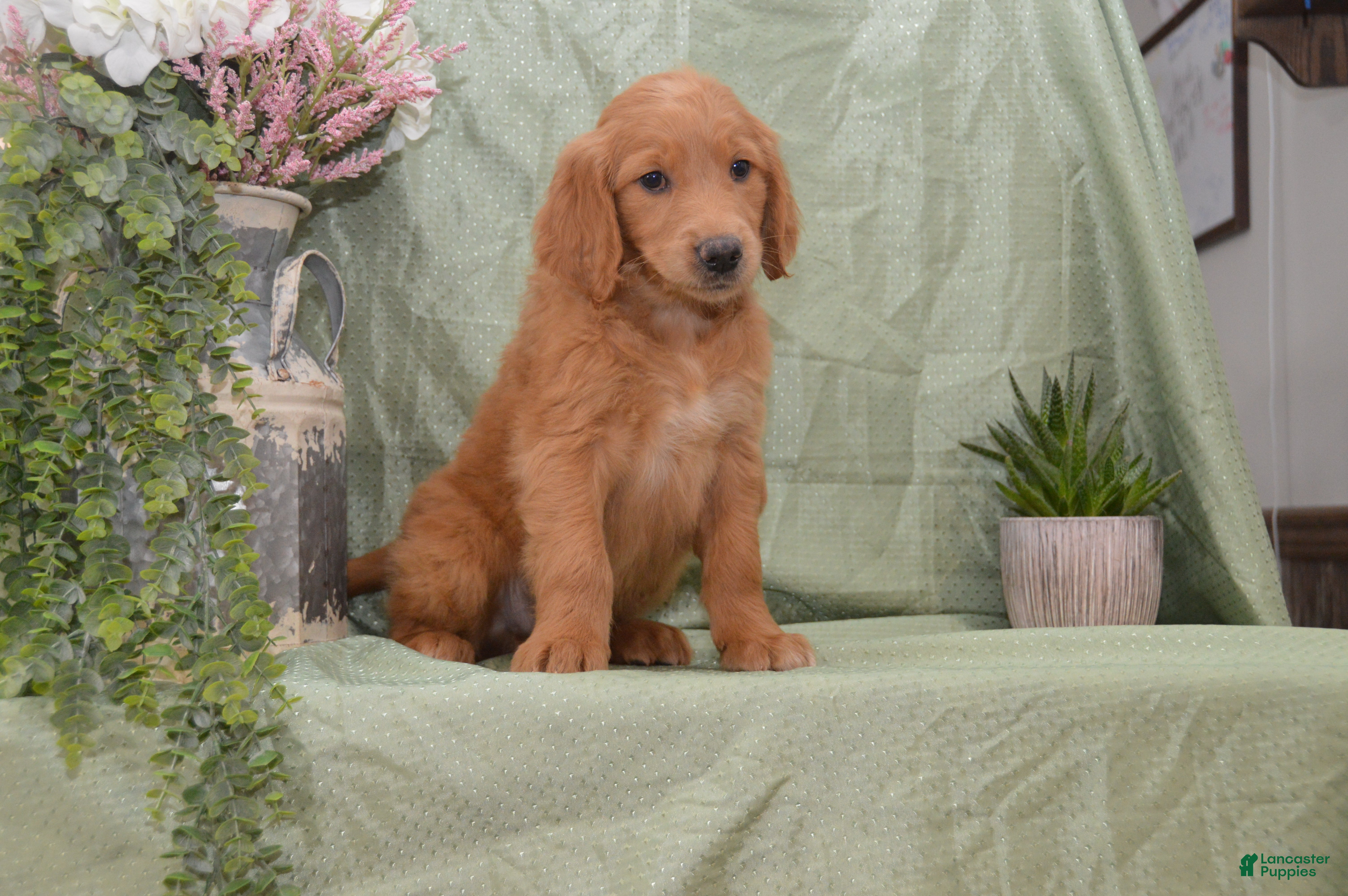 Goldendoodle dogs Branson - Ad 1