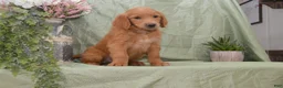 Goldendoodle dogs for sale: Branson - Ad 1