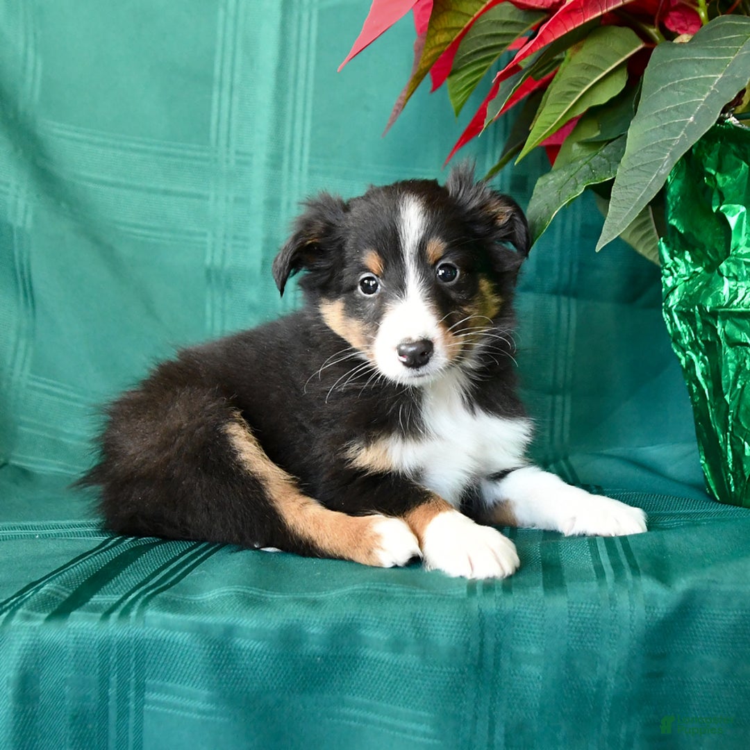 Shetland Sheepdog dogs for sale: Ken  - Ad 3
