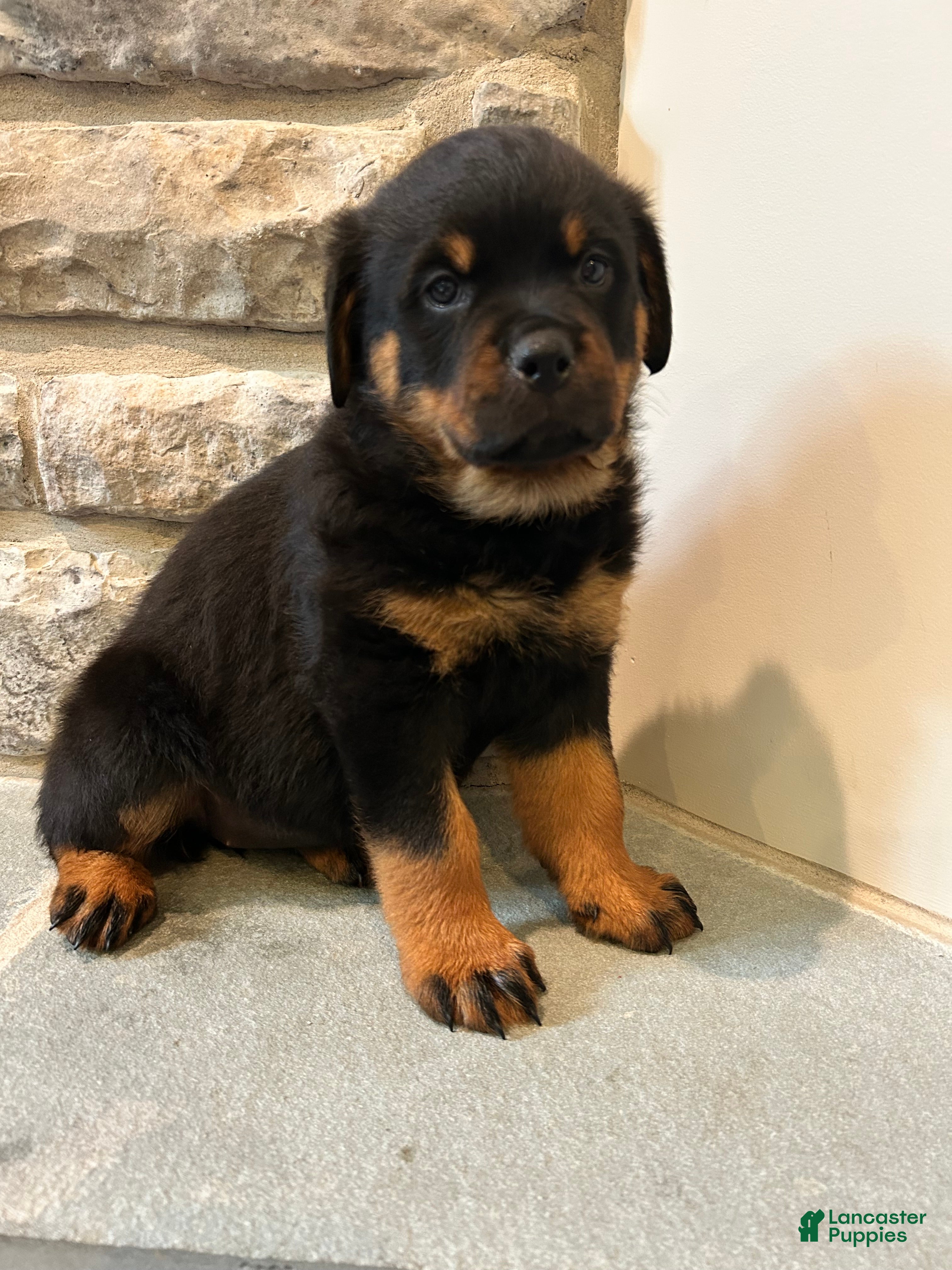 Rottweiler dogs Daisy - Ad 1