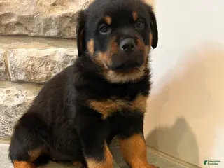 Rottweiler dogs for sale: Daisy - Ad 3