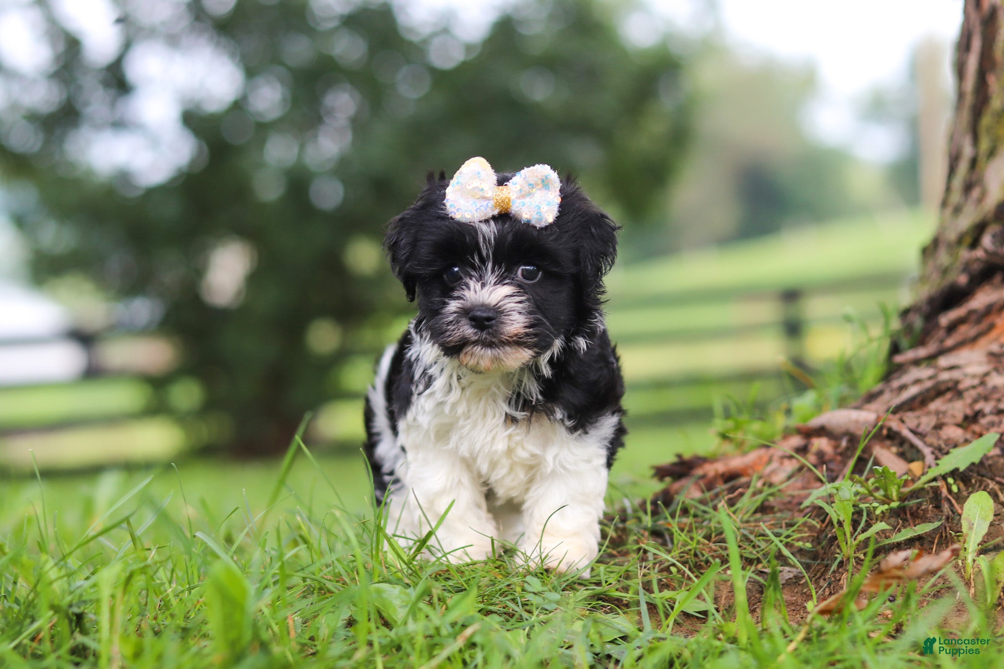 Havanese dogs Fiona - Ad 1