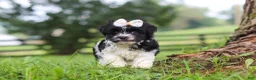 Havanese dogs for sale: Fiona - Ad 1