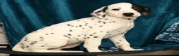 Dalmatian dogs for sale: Jingle - Ad 7