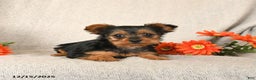Yorkshire Terrier dogs for sale: Rosie - Ad 2