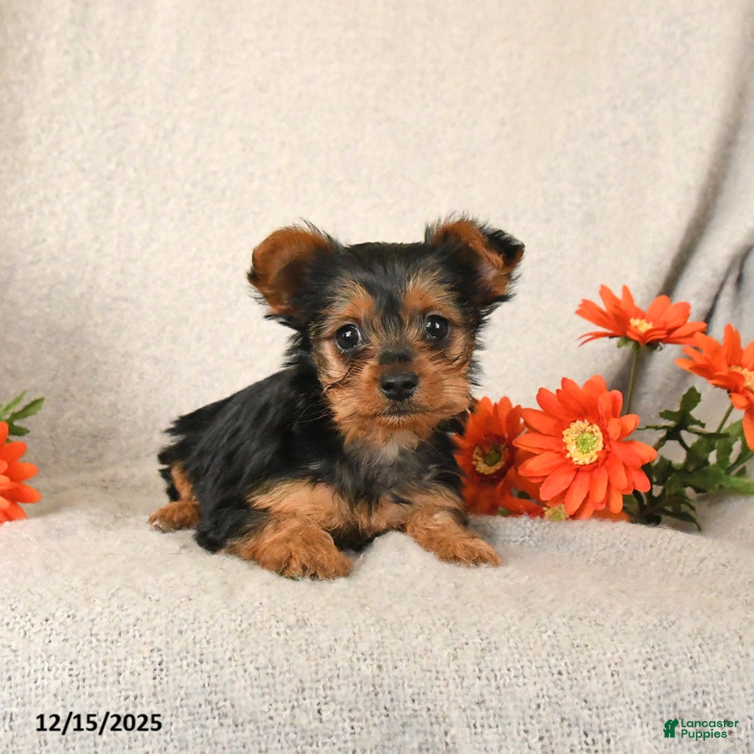 Yorkshire Terrier dogs for sale: Rosie - Ad 2