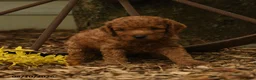 Goldendoodle dogs for sale: Melody - Ad 2