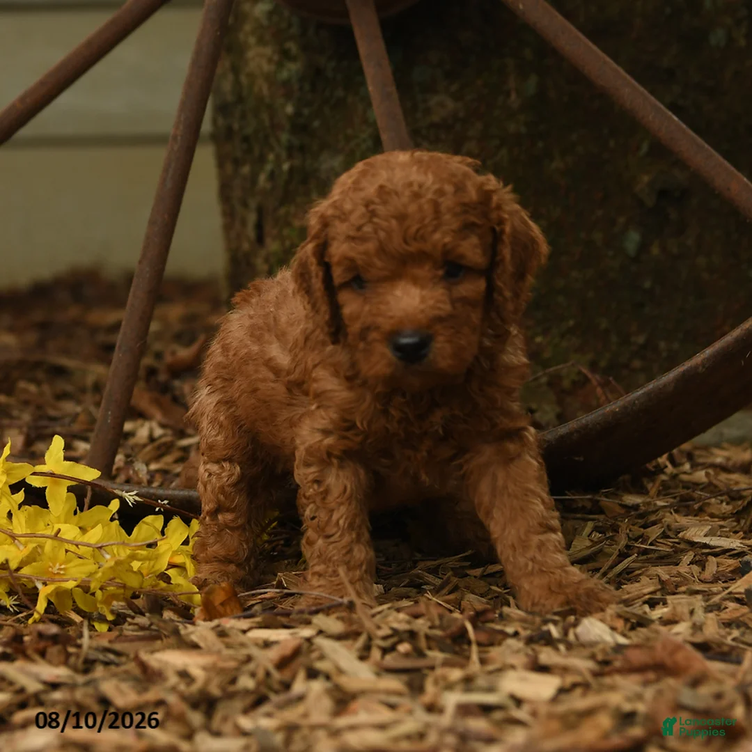 Goldendoodle dogs for sale: Melody - Ad 2